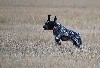 - Nos braques en action de chasse