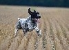 - Nos braques en action de chasse