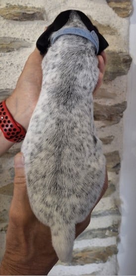 bleu