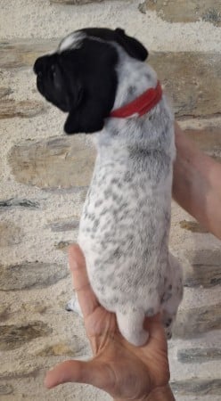 Chiot N°2collier rouge