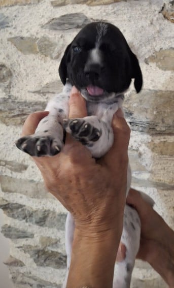 Chiot N°3 collier marine