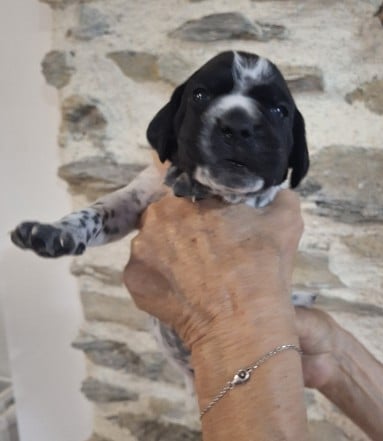 Chiot N°4 collier marron
