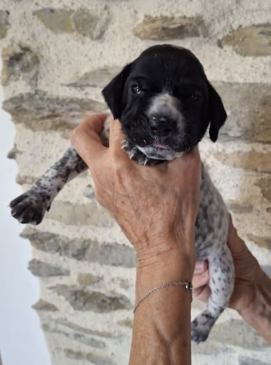 Chiot N°8 collier noir