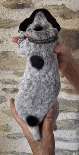 Chiot N°8 collier noir