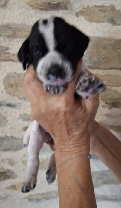 Chiot N°9collier blanc