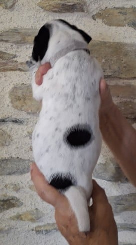 Chiot N°9collier blanc