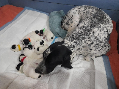 Les chiots de Braque d'Auvergne