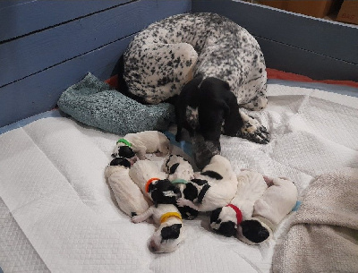 Les chiots de Braque d'Auvergne
