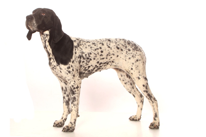 Cheyenne du ruisseau de Montbrun - CACS CACIB Meilleur de Race