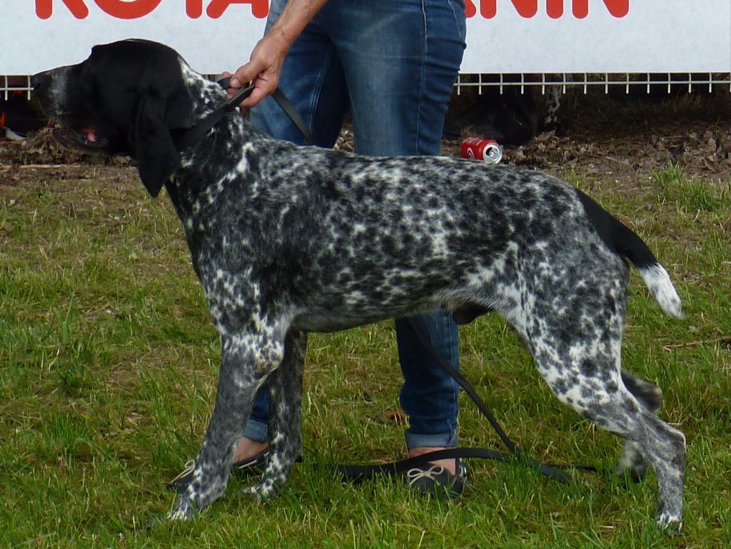 TR. CH. Ithus du ruisseau de Montbrun - er Exc CACS Classe Travail