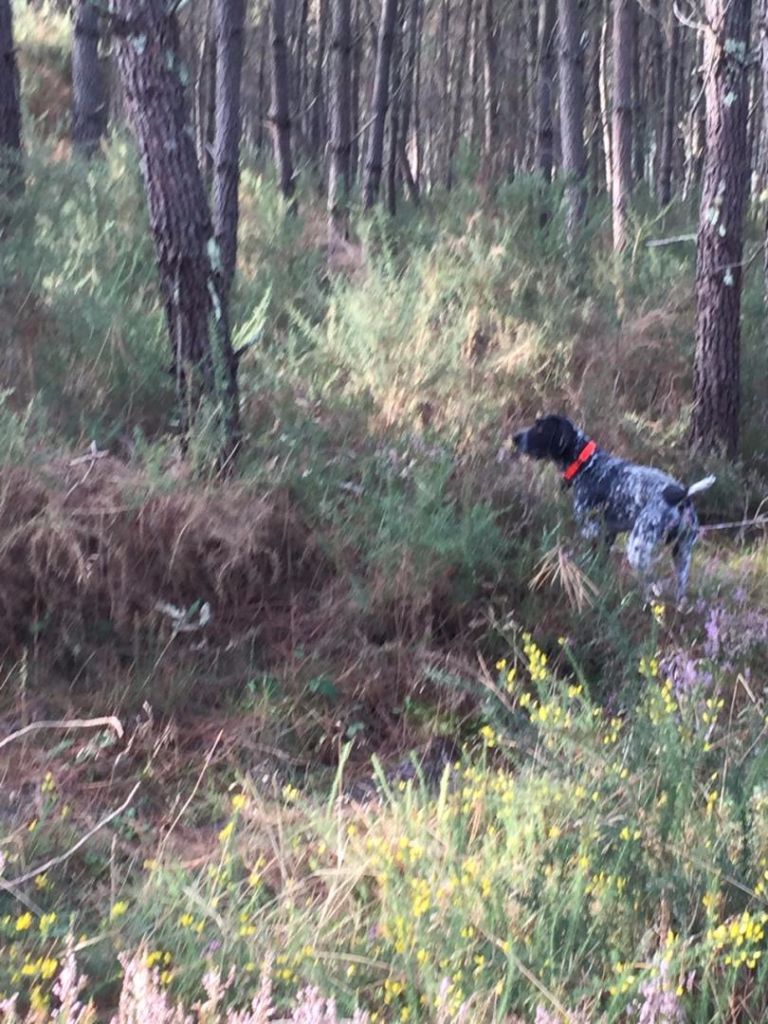 TR. CH. Ithus du ruisseau de Montbrun - 1er Excellent CACT