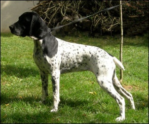 Cheyenne du ruisseau de Montbrun - TAN