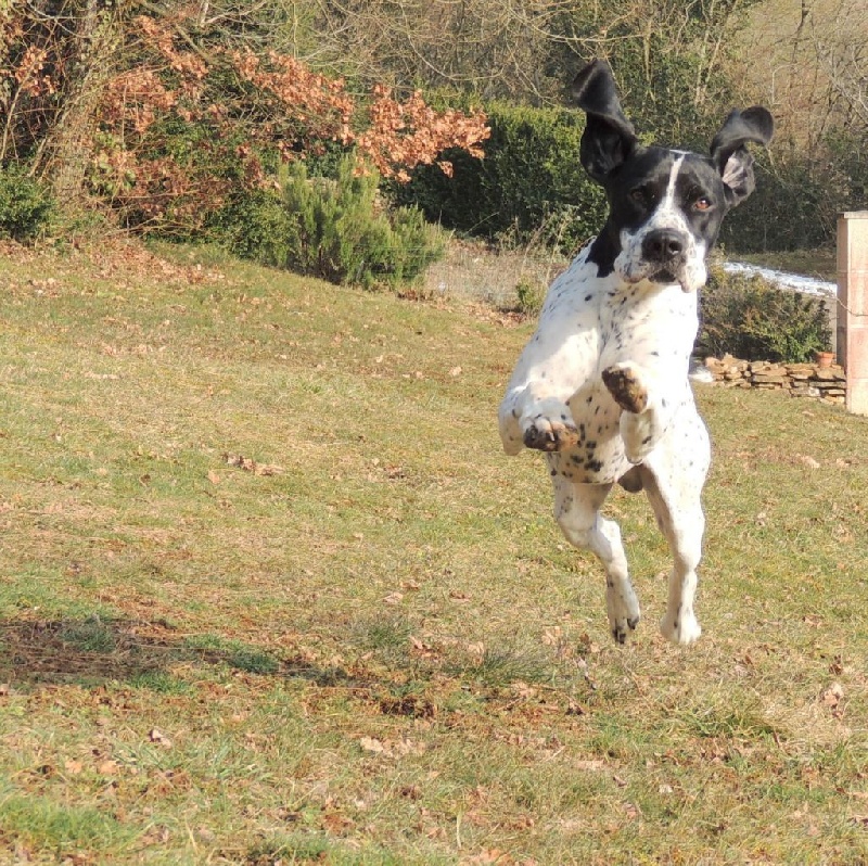 Einstein du ruisseau de Montbrun - TAN