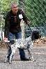 TR. CH. Farak du ruisseau de Montbrun - 1er Excellent CACS Meilleur de Race Meilleur chien de la Nationale