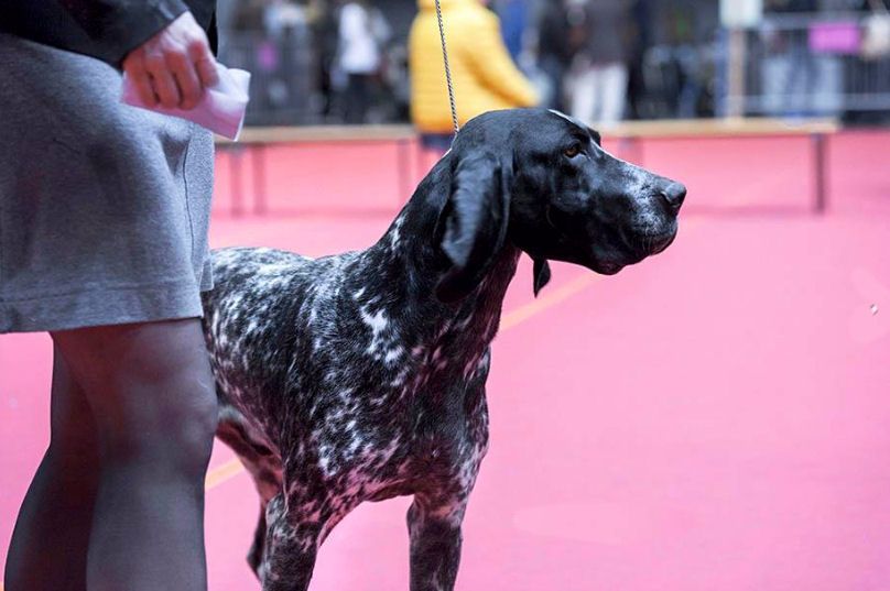 TR. CH. Ithus du ruisseau de Montbrun - RCACS RCACIB