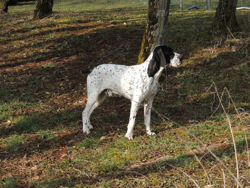 Einstein du ruisseau de Montbrun - 1er Excellent