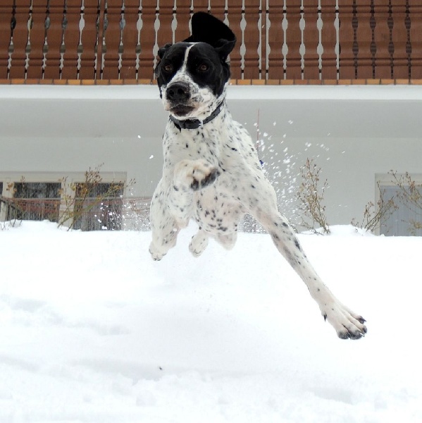 Einstein du ruisseau de Montbrun - Excellent