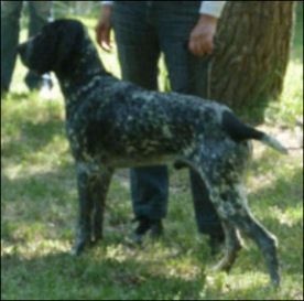 TR. CH. Ithus du ruisseau de Montbrun - Excellent