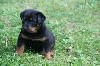- PROCHAINS CHIOTS