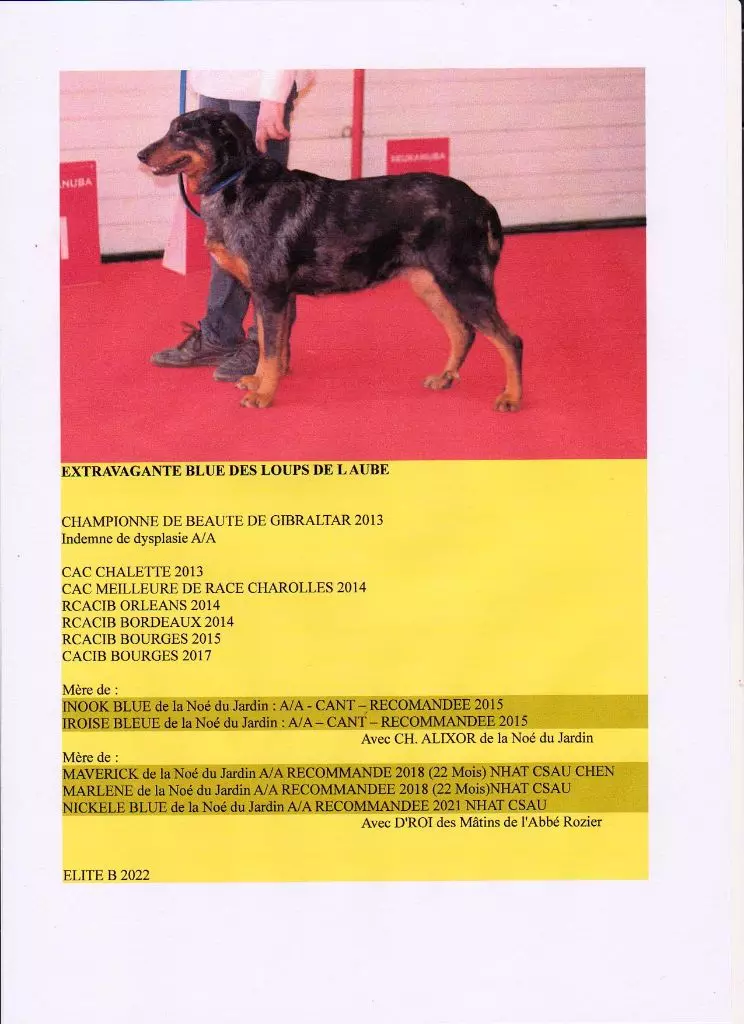 CH. Extravagante blue Des loups de l'aube