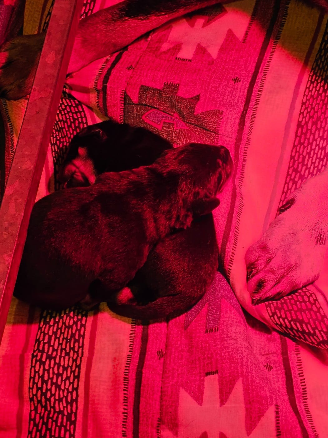 CHIOT 1 - Berger de Beauce