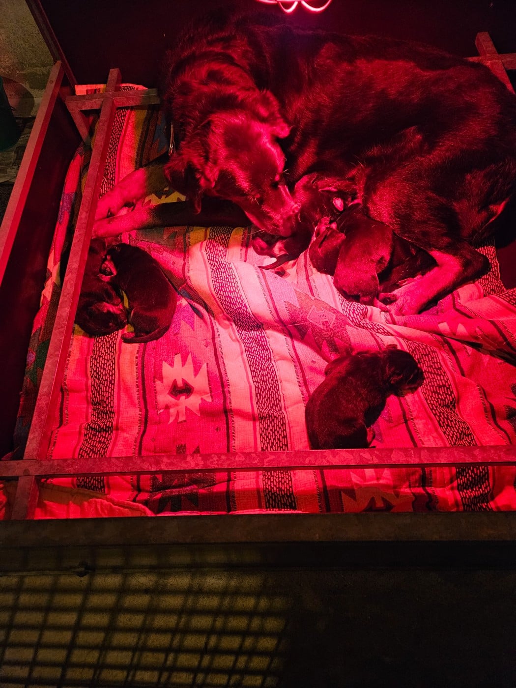 Berger de Beauce - De la noé du jardin