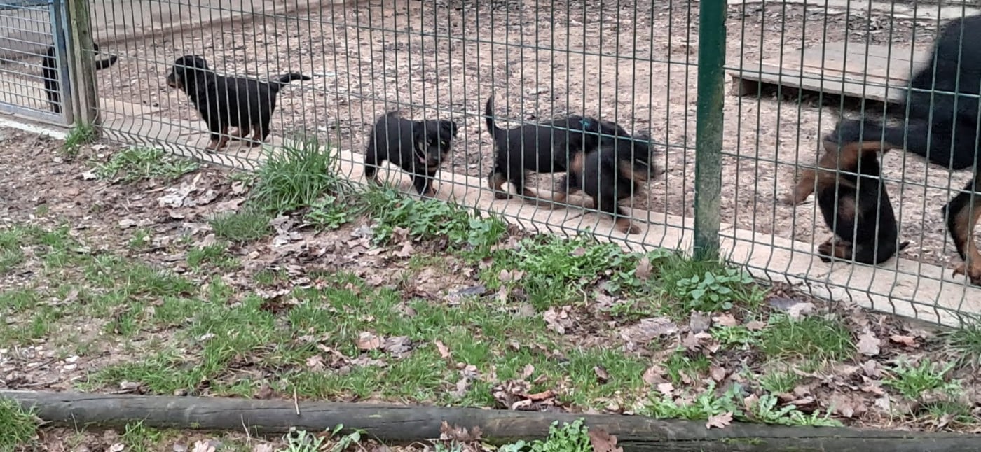 Berger de Beauce - De la noé du jardin