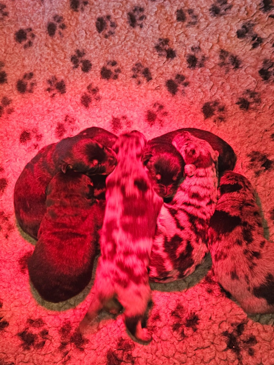 CHIOT 5 ARLEQUIN - Berger de Beauce