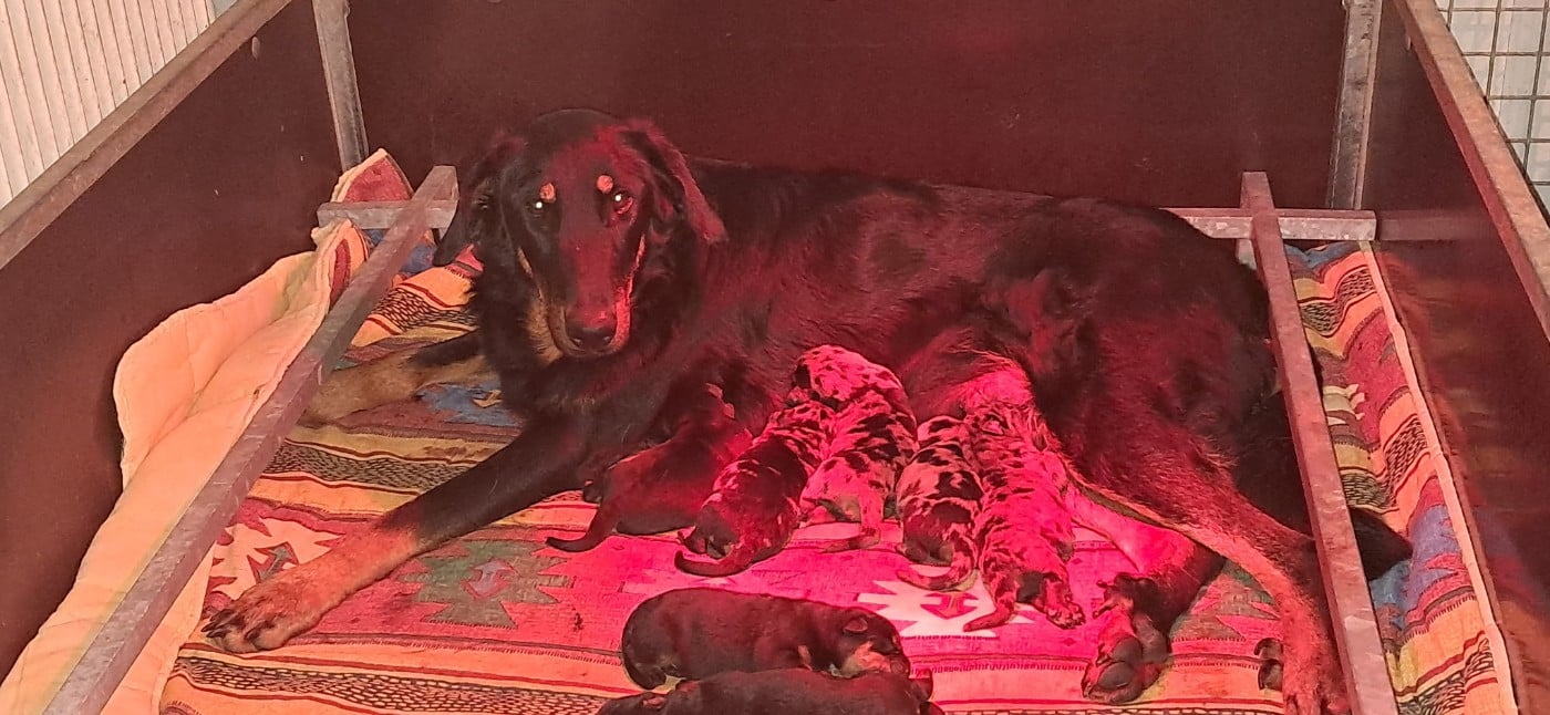 CHIOT 6 NOIR ET FEU - Berger de Beauce