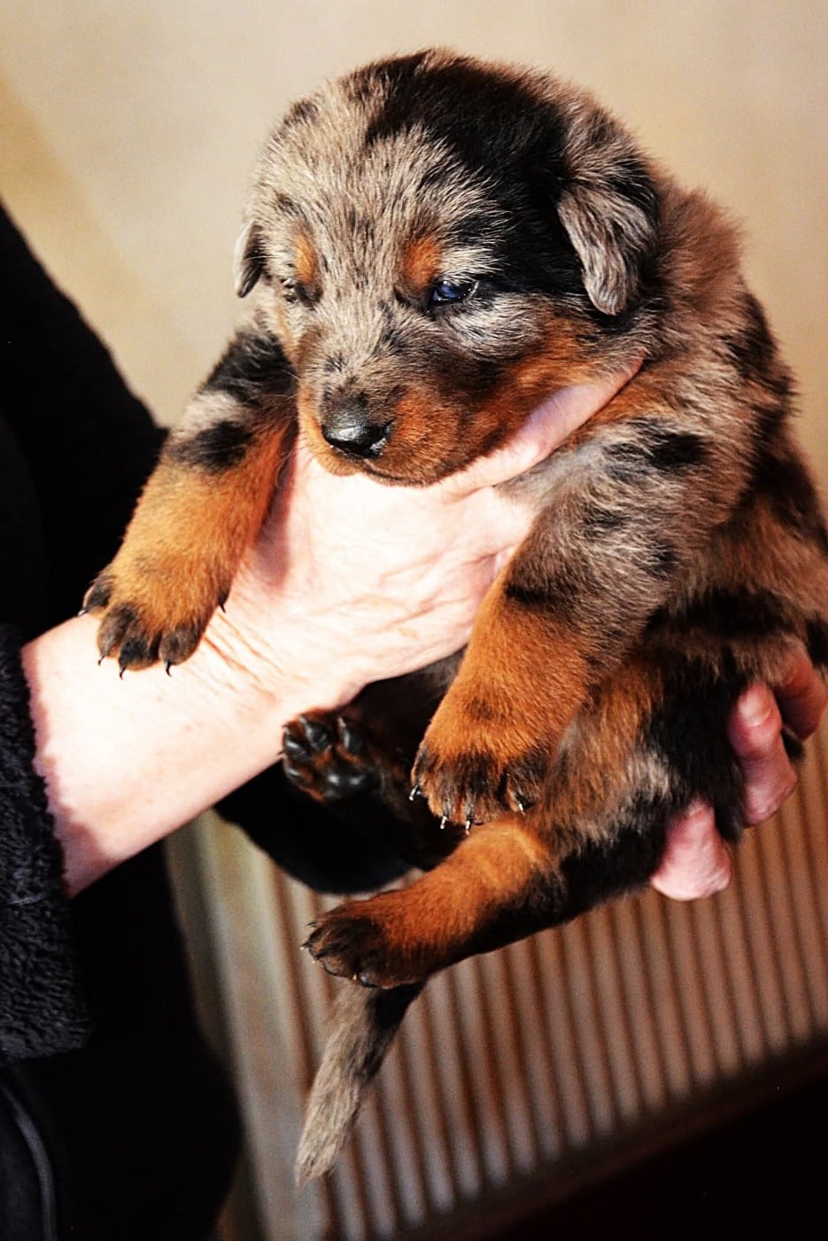 CHIOT 2 ARLEQUINE - Berger de Beauce