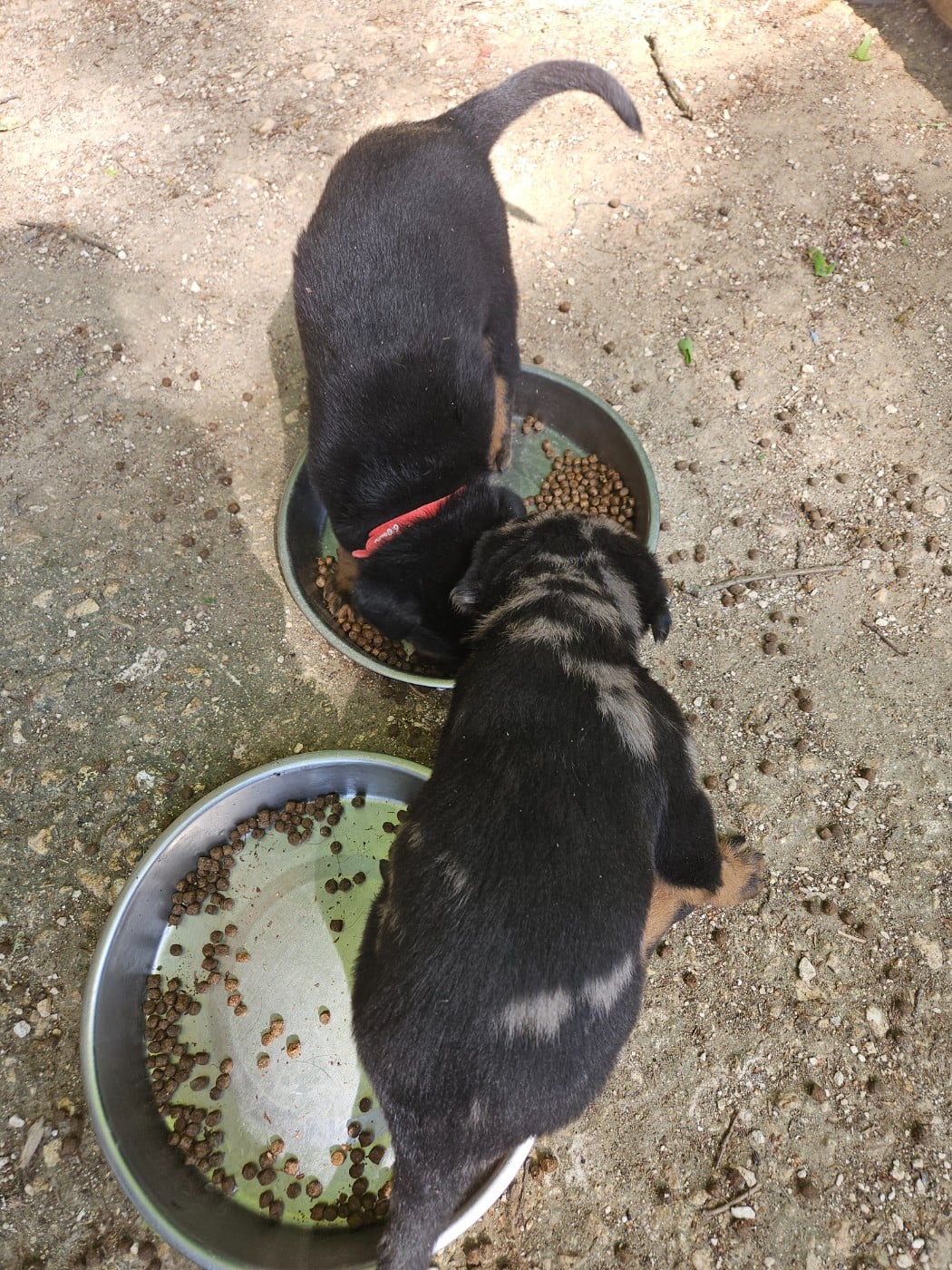 CHIOT 5 ARLEQUIN