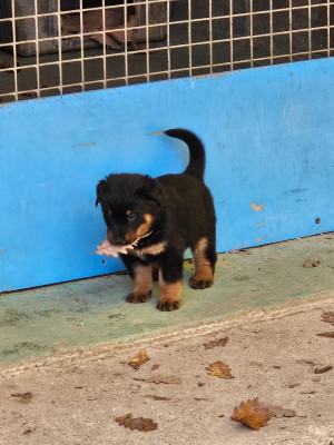 Les chiots de Berger de Beauce