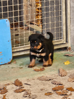 Les chiots de Berger de Beauce