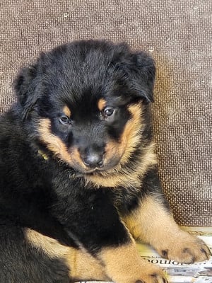 Les chiots de Berger de Beauce