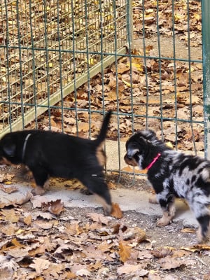 Les chiots de Berger de Beauce
