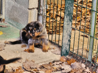Les chiots de Berger de Beauce