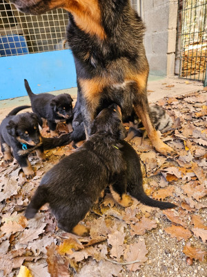 Les chiots de Berger de Beauce