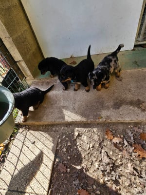Les chiots de Berger de Beauce