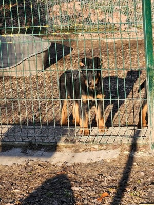 Les chiots de Berger de Beauce