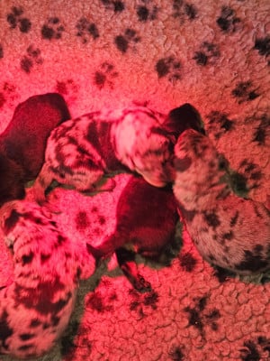 Les chiots de Berger de Beauce