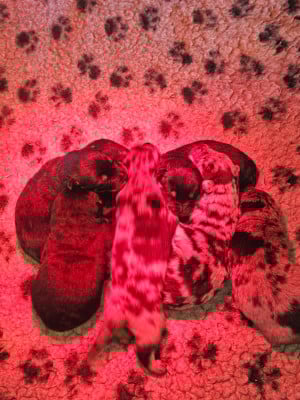 Les chiots de Berger de Beauce