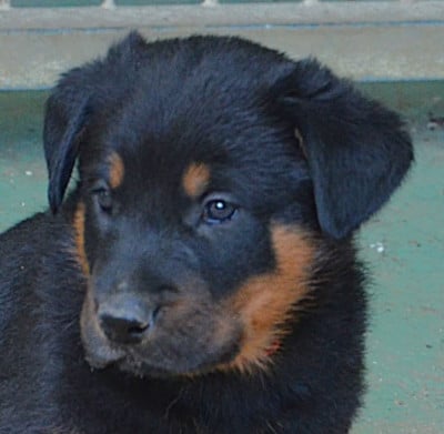 Les chiots de Berger de Beauce