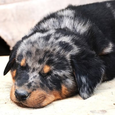 Les chiots de Berger de Beauce