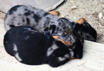 Les chiots de Berger de Beauce