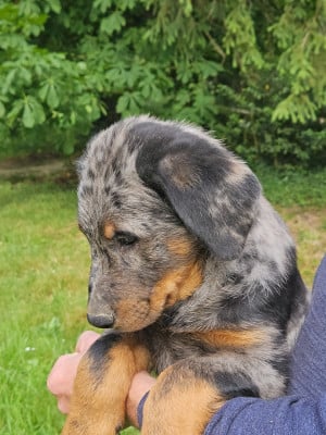 Les chiots de Berger de Beauce