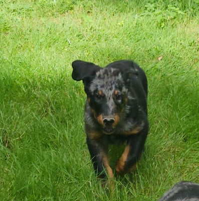 Les chiots de Berger de Beauce