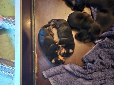 Les chiots de Berger de Beauce