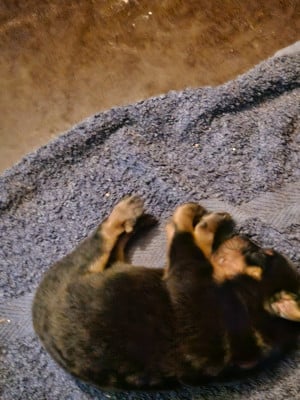 Les chiots de Berger de Beauce