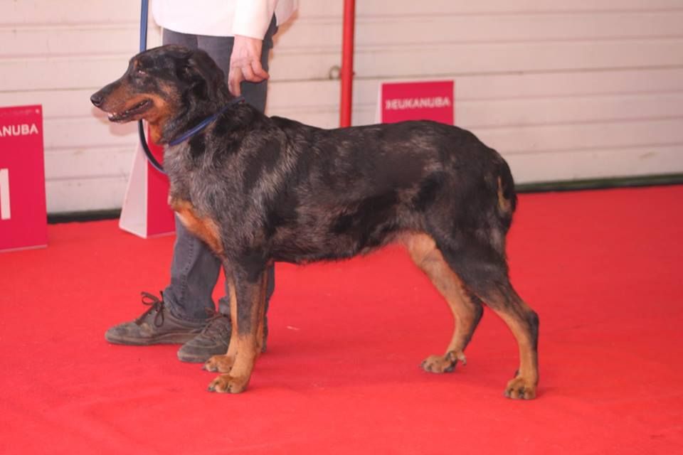 CH. Extravagante blue Des loups de l'aube - 1ere EXC CACIB