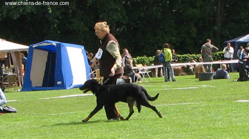 CH. Azur De la noé du jardin - 1ere EXC CAC BOB